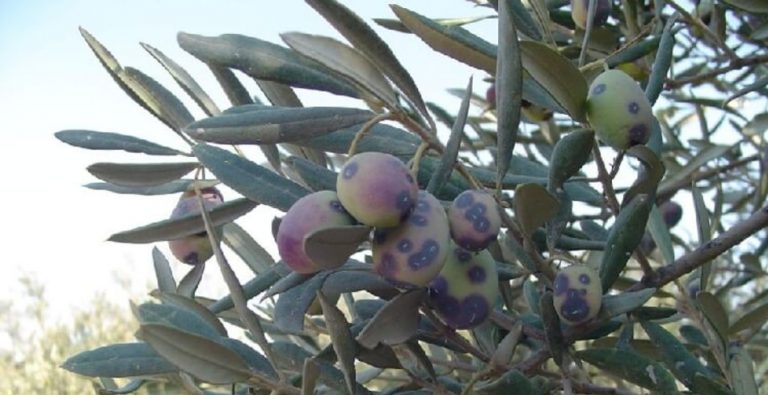 Zeytin Kabuklu  Biti