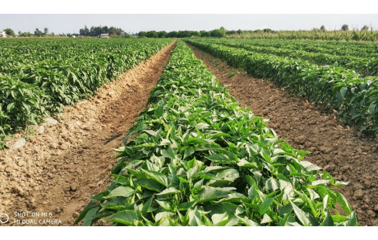 Biber İklim İstekleri