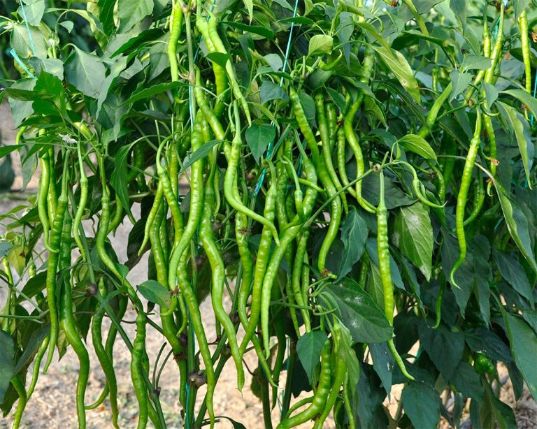 Biberin Sıcaklık İsteği