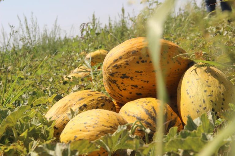 Kavun Sulama Yöntemleri