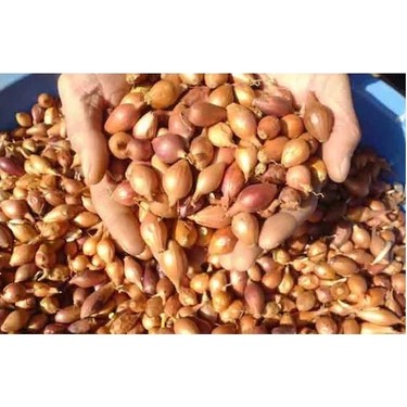 Soğan Tohumunun Özellikleri