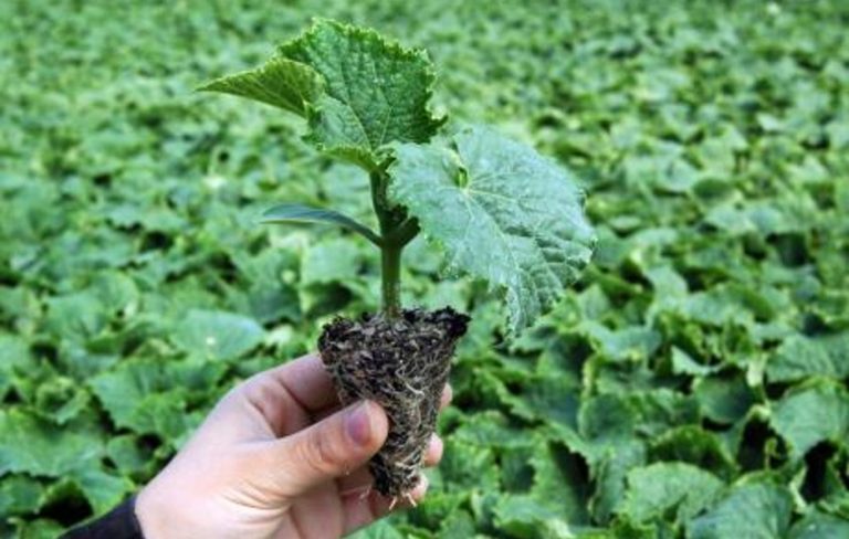 Salatalık Fidesi Dikimi