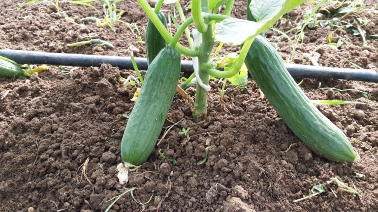 Salatalık Yetiştiriciliğinde Sulama