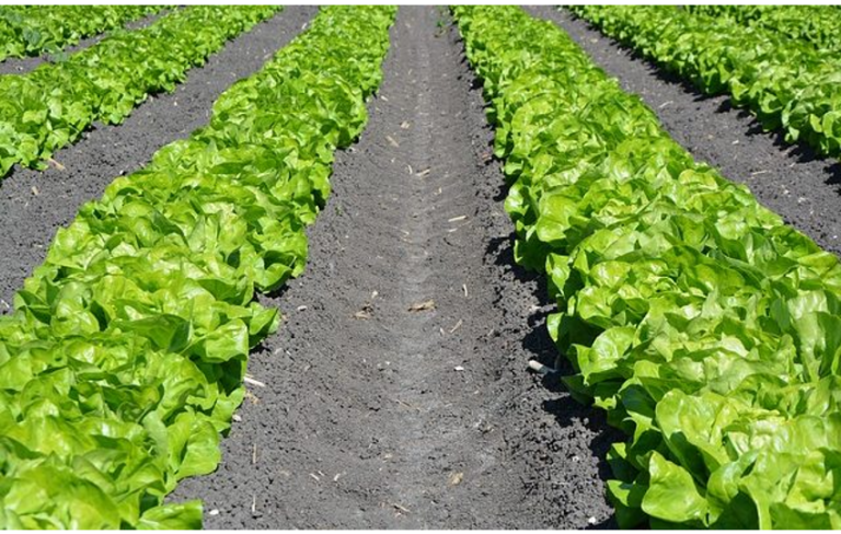 Marul Sulama Yöntemleri