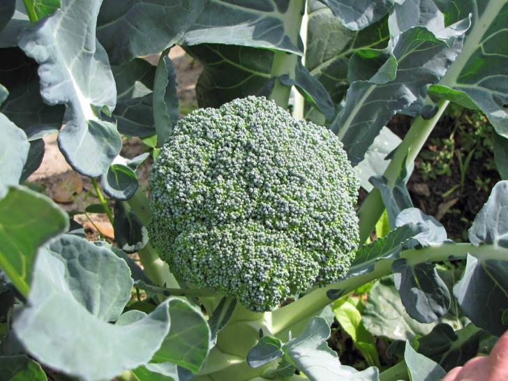 Brokoli Hangi Koşullarda Yetişir