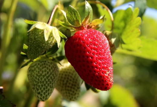 Çilek Fidesi Nasıl Yetişir