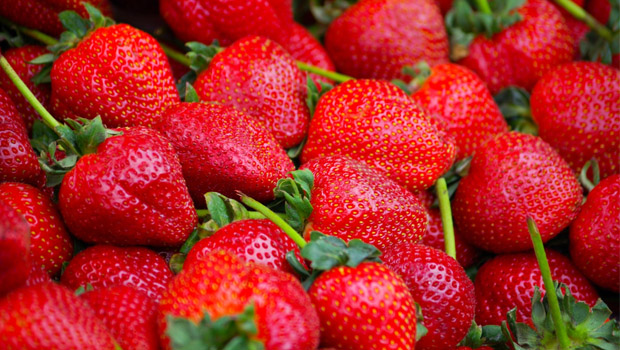 Çilek Toprak Hazırlığı