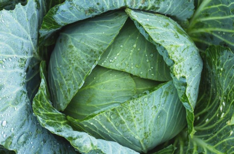 Karalahana Tohumu Çimlenme Süresi