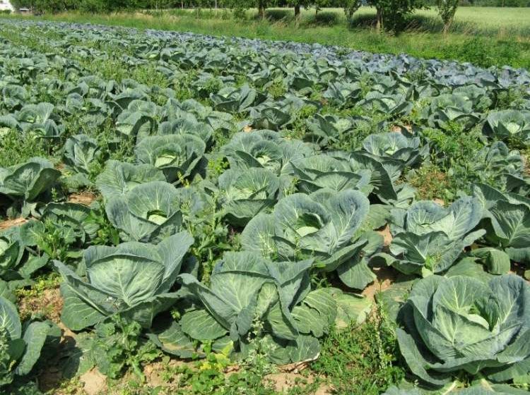 Lahana Sulama Yöntemleri