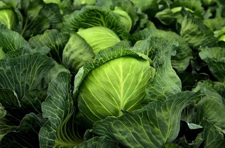 Lahana Toprak Hazırlığı