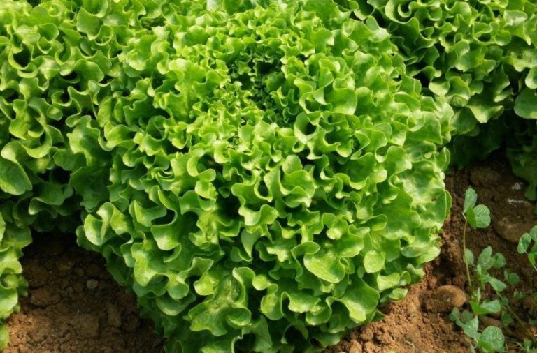 Marul Tohum Ekimi Nasıl Yapılmaktadır