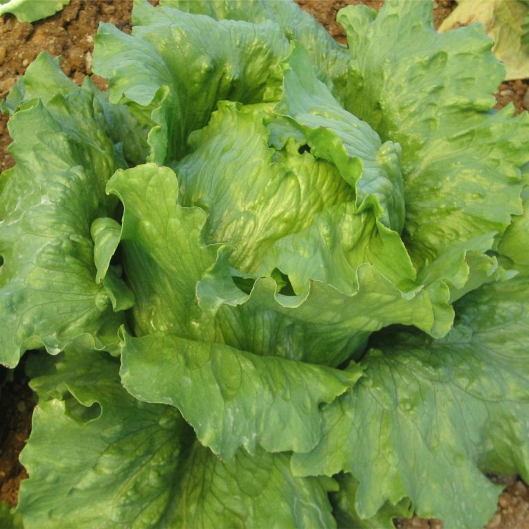 İceberg Marul Yetiştiriciliği