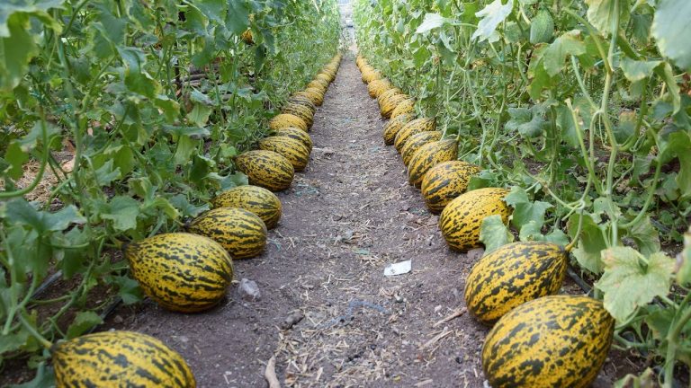 Kırkağaç Kavun Tohumu Özellikleri