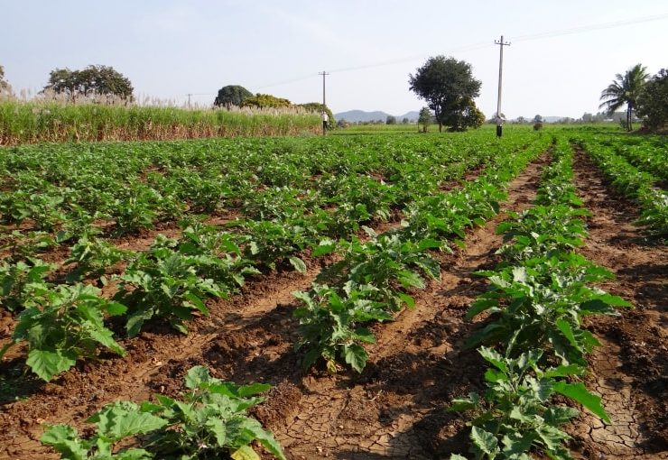 Tarlada Patlıcan Yetiştiriciliği