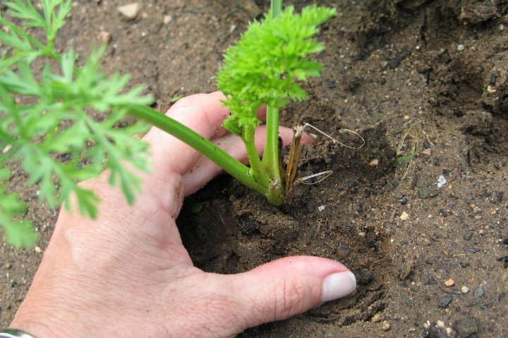 Tohumdan Havuç Yetiştiriciliği