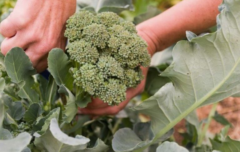 Brokolide Verim