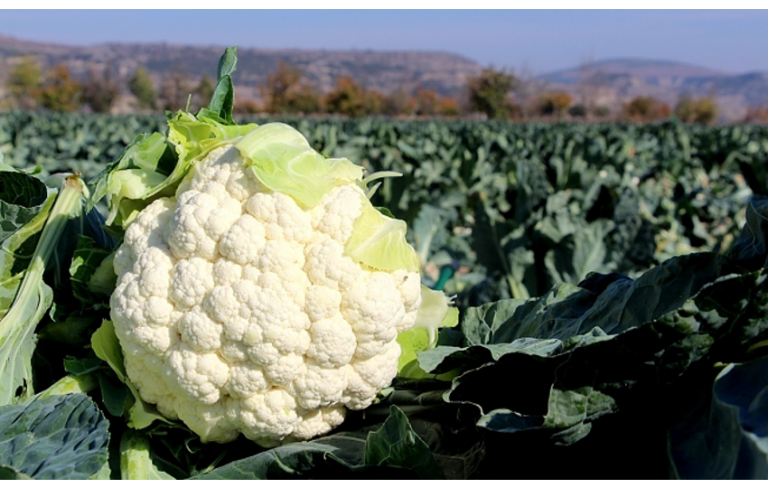 Karnabahar Hasadı Nasıl Olur?