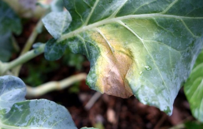 Lahana Siyah Damar Çürüklüğü