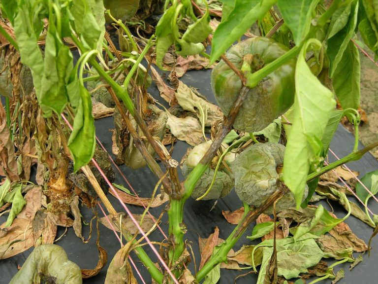 Biberde Yaprak Büzülmesi