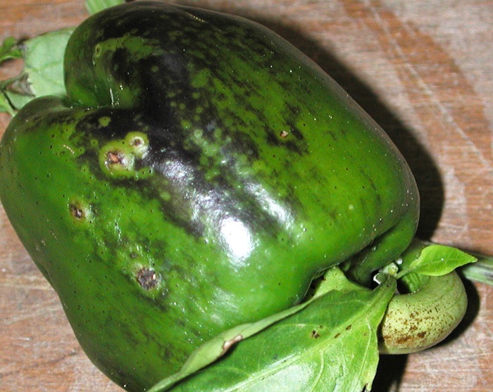 Biberde Meyve Virüsü