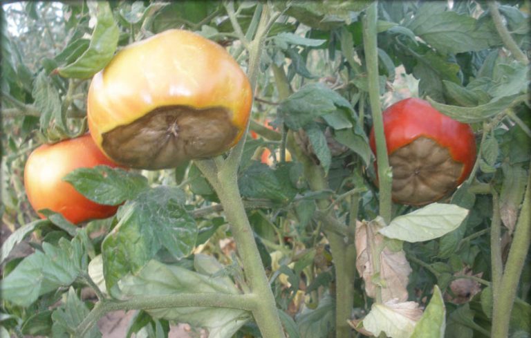 Domates Dip Çürümesi