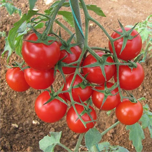 Domates Dönüm Verimi