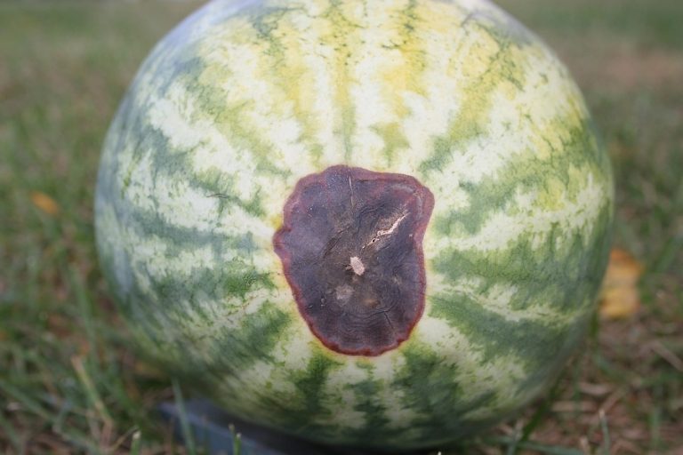 Karpuzda Kalsiyum Eksikliği