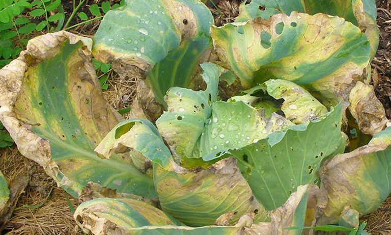 Karnabahar Hastalıkları