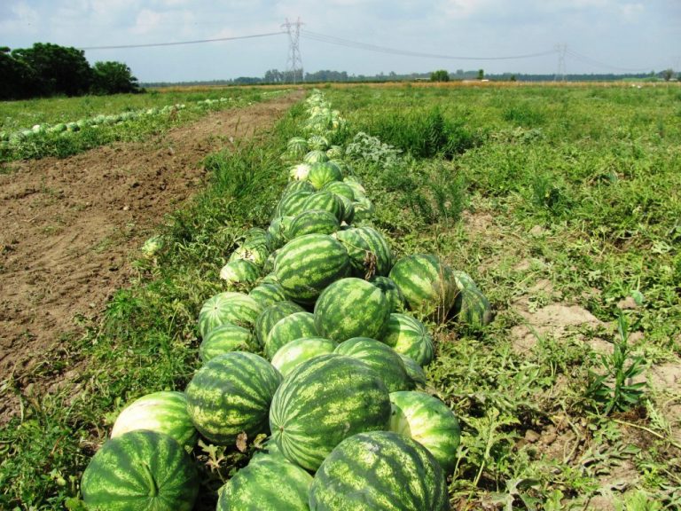 Karpuz Tohumunda Verimi Arttırmak