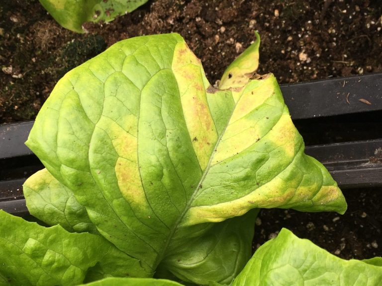 Marulda Yaprak Sararması