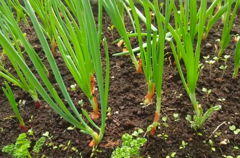 Soğan Sulama Yöntemleri