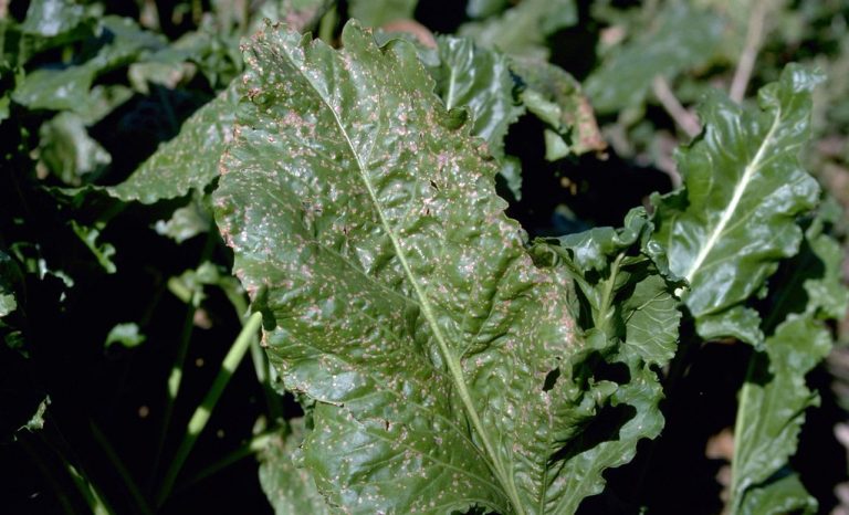 Pancarda Hastalıklarla Mücadele Nasıl Yapılmaktadır