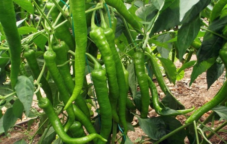 Sivri Biber Çeşitleri