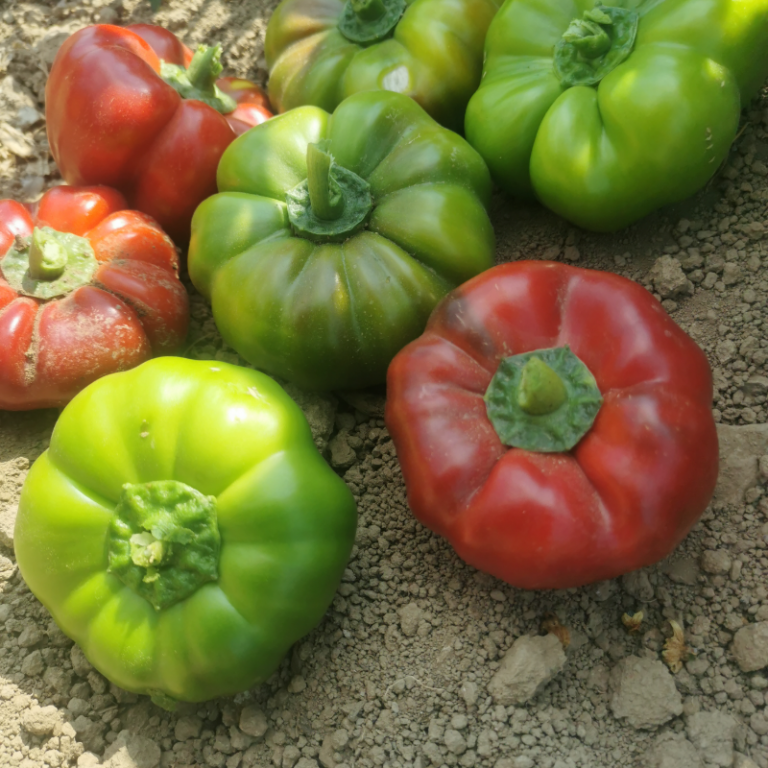 Domates Biberi Çeşitleri