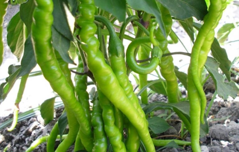 Kıl Biber Çeşitleri