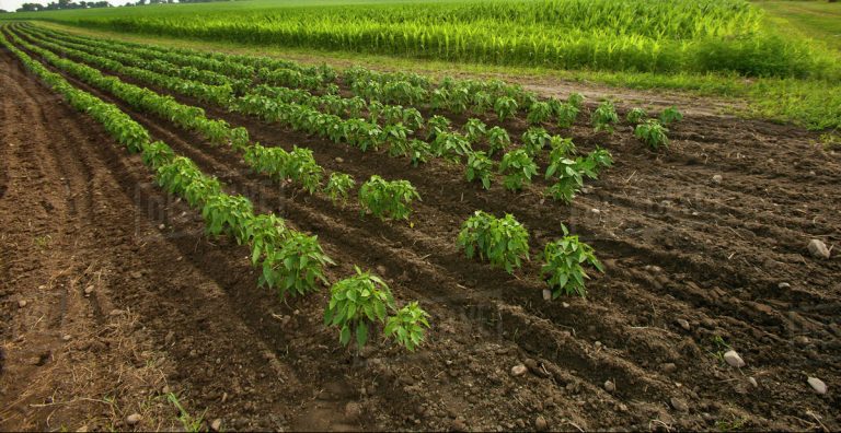 Biber İlaçlama Programı