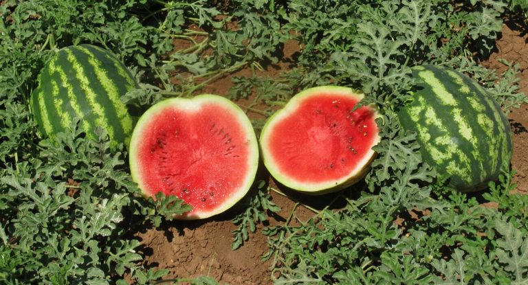 Karpuzda Çeşit Seçimi