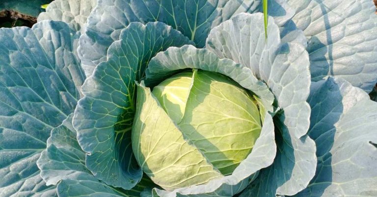 Beyaz Lahana Tohumu Yetiştiriciliği