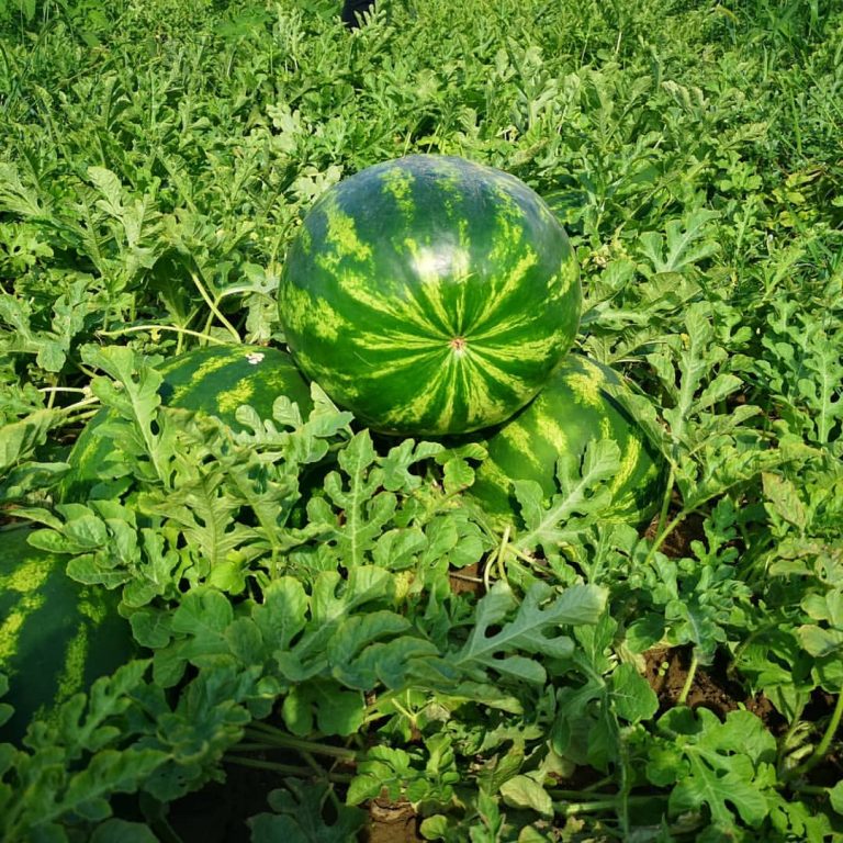 Çekirdekli Karpuz Çeşitleri
