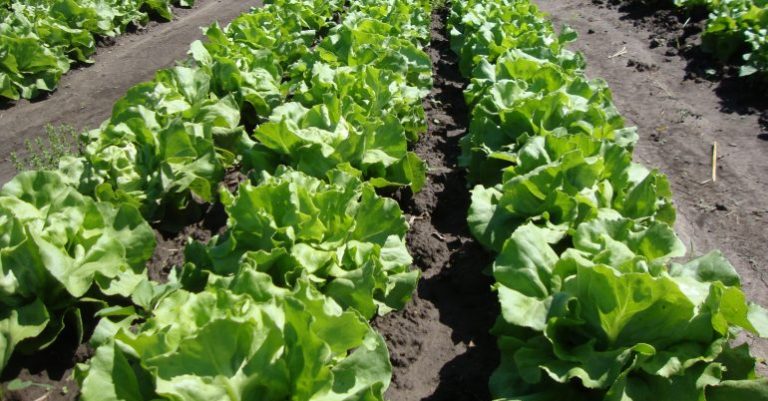 Marulda Gübreleme Nasıl Yapılmalıdır