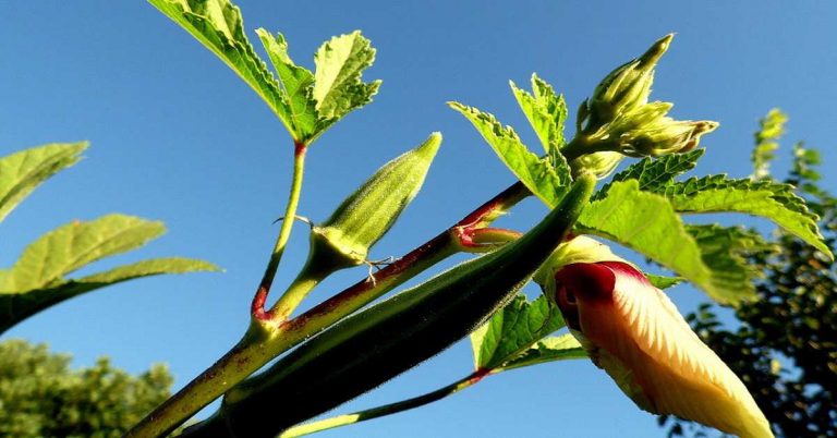 Bamyada Hastalıklarla Mücadele Nasıl Yapılır?