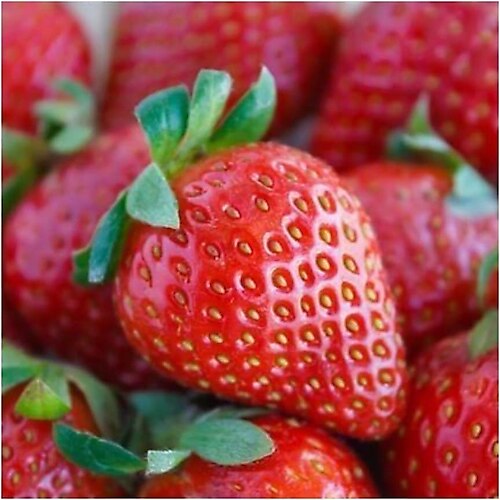 Camarosa Frigo Çilek Fidesi