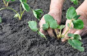 Çilek Fidesi Yetiştiriciliği