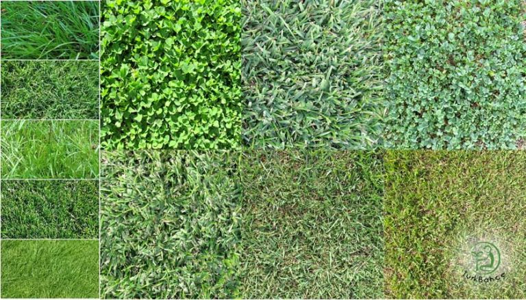 Çim Tohumu Çeşitleri