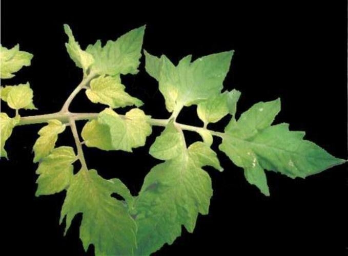 Domateste Demir Eksikliği