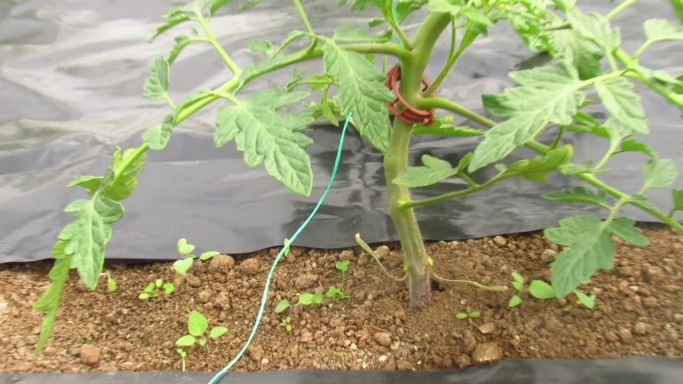 Sırık Domates İpe Alma