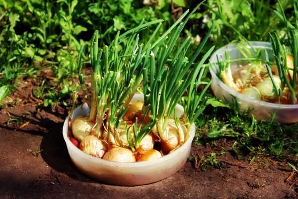 Soğanın Çimlenmesi İçin Ne Yapılmaktadır