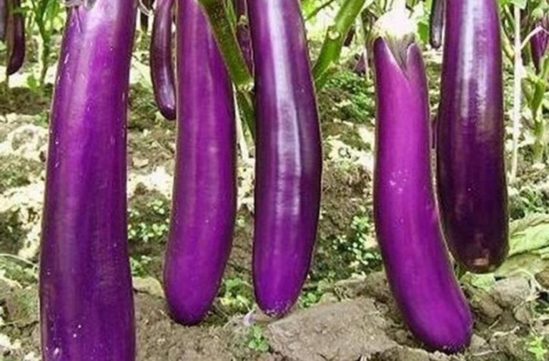 Mor Patlıcan Çeşitleri