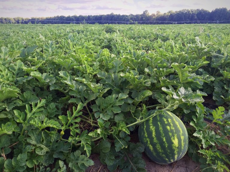 Organik Karpuz Çeşidi Tohumları