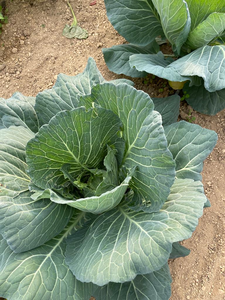 Lahana Tohumu Seçimi